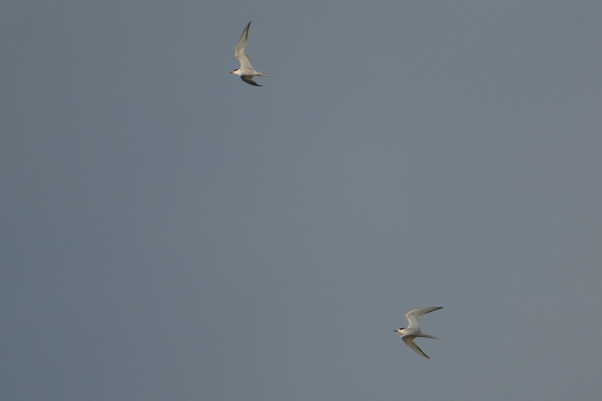 Common Tern - ML642592727