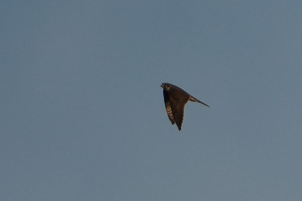 Merlin - ML642592731