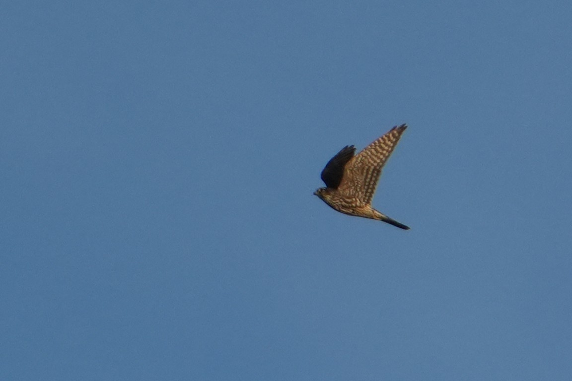 Merlin - ML642592732