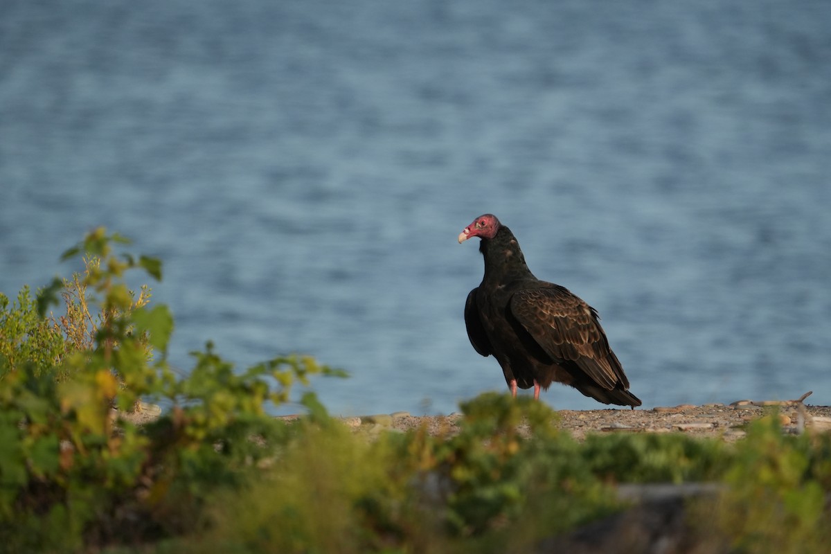 Turkey Vulture - ML642592737