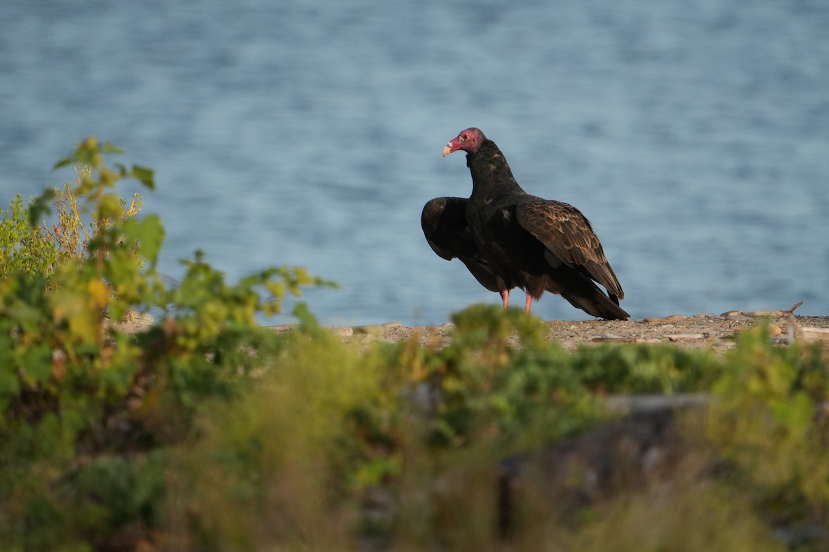 Turkey Vulture - ML642592738