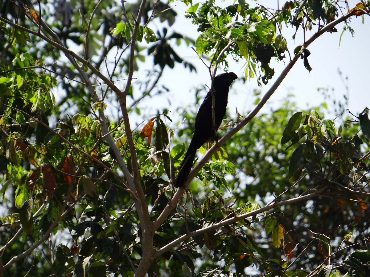 Smooth-billed Ani - ML642592739