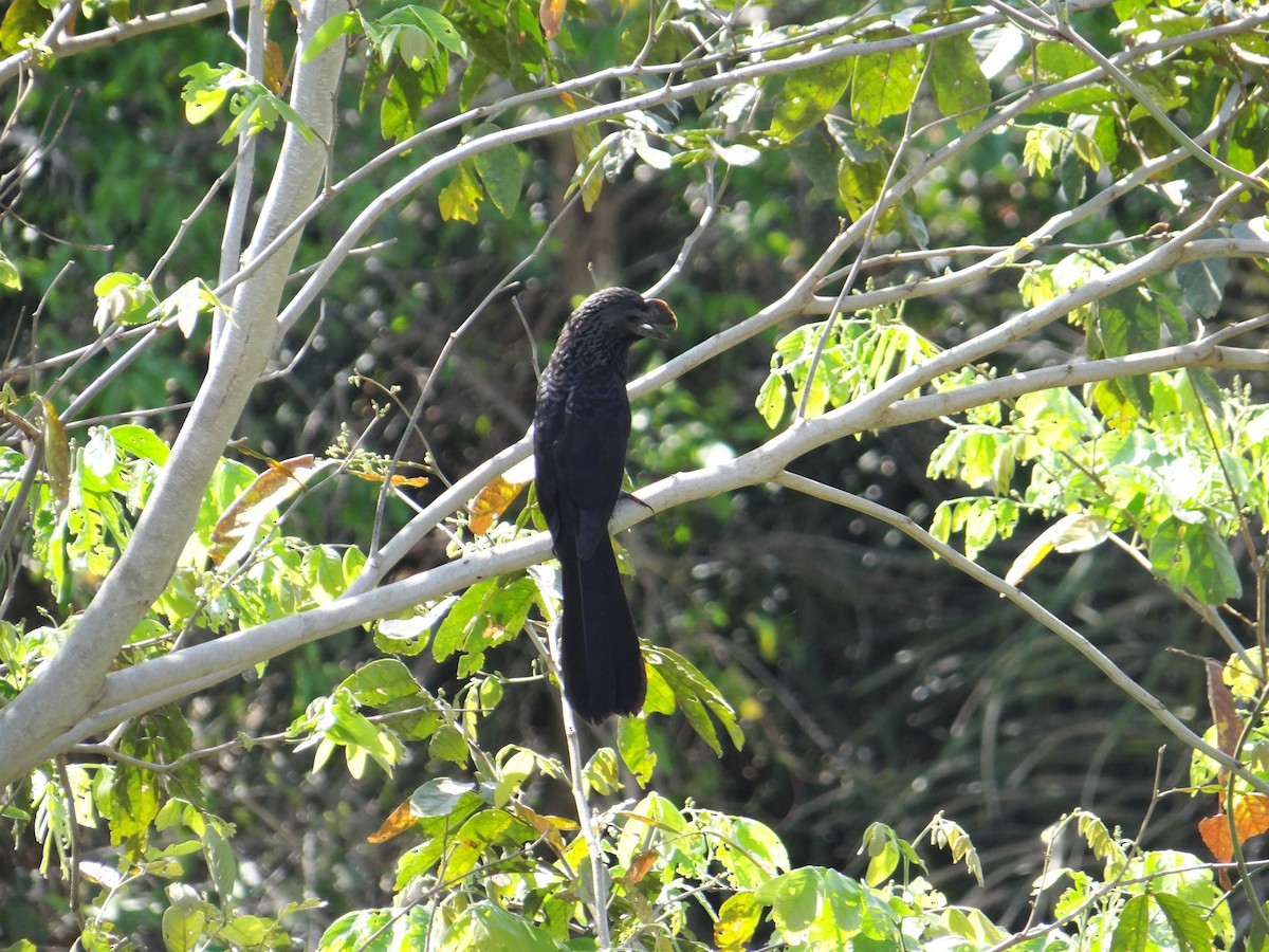 Smooth-billed Ani - ML642592740