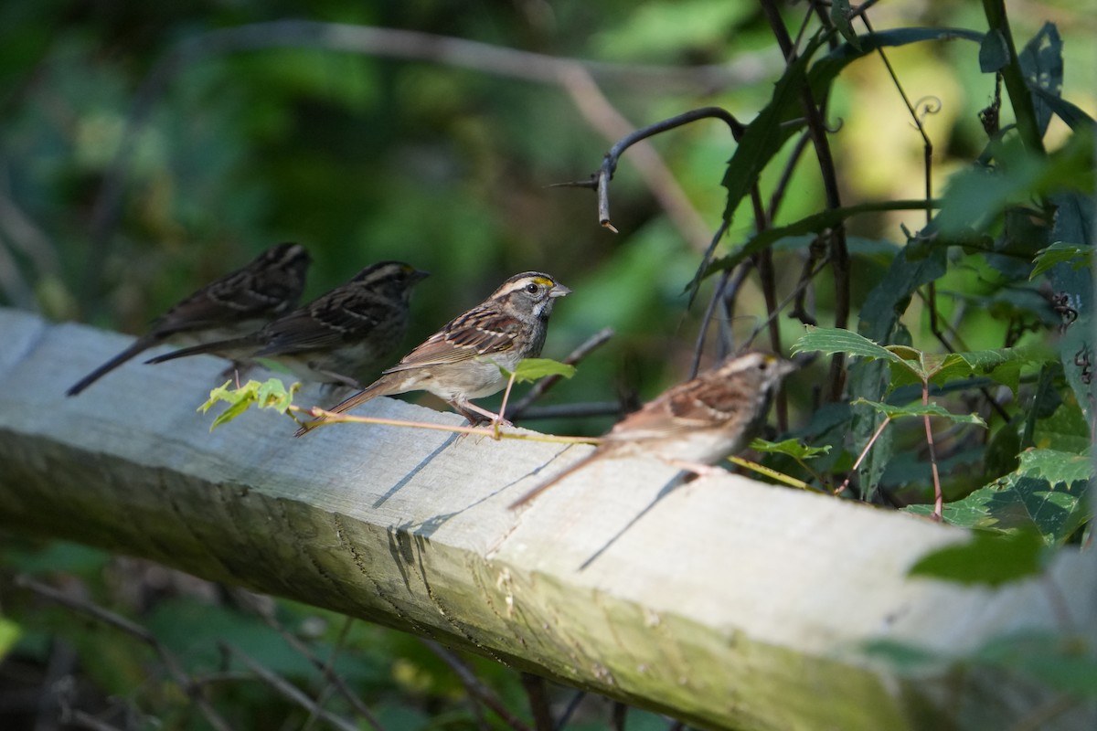 White-throated Sparrow - ML642592743