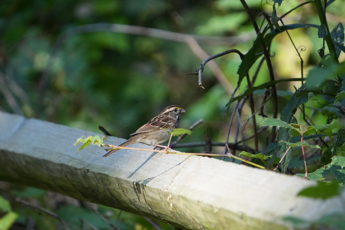 White-throated Sparrow - ML642592744