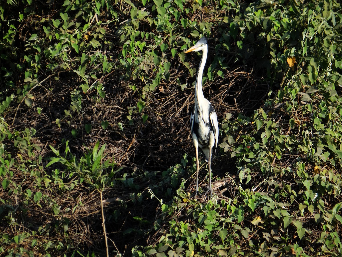 Cocoi Heron - ML642592753