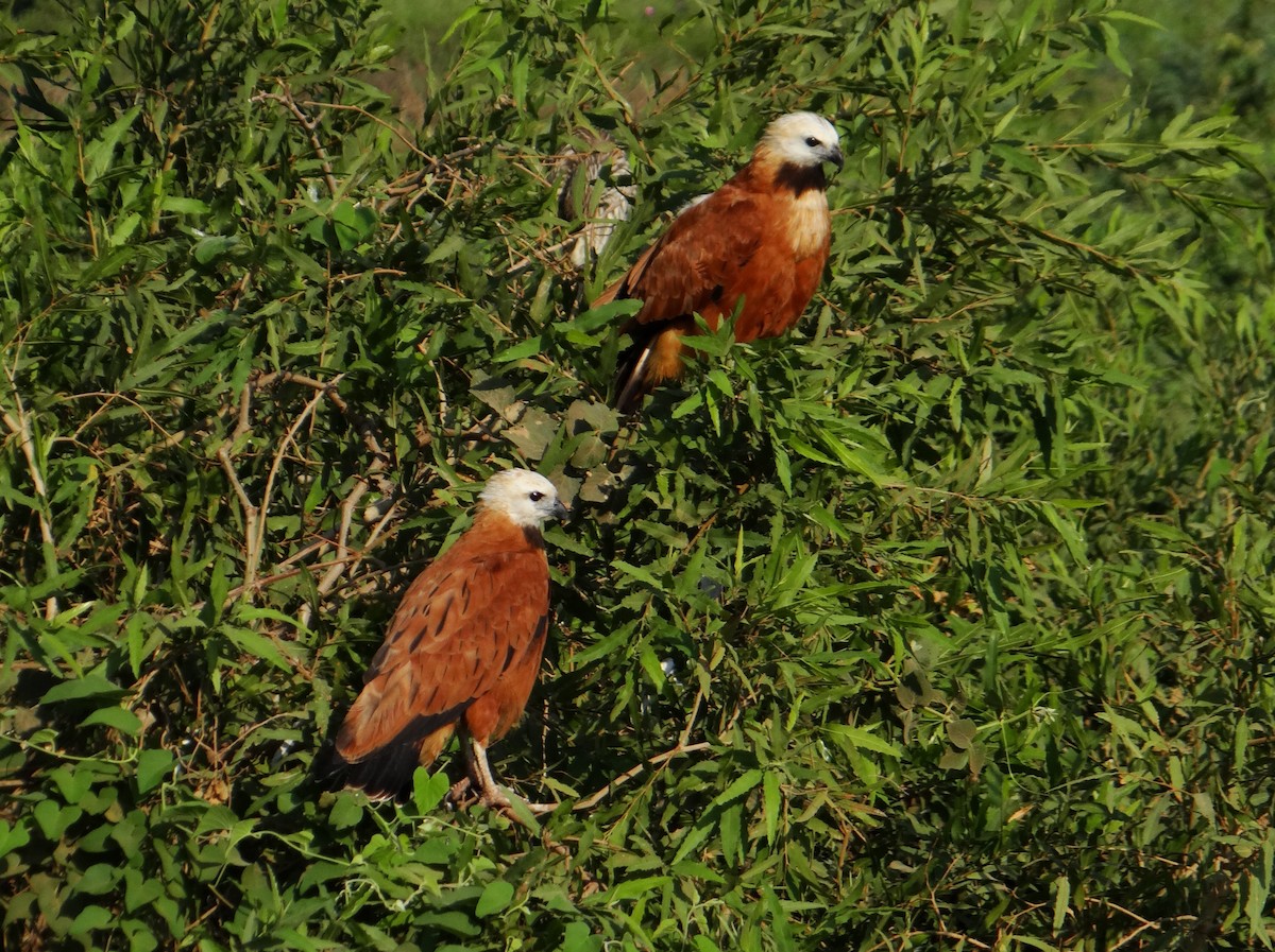 Black-collared Hawk - ML642592770