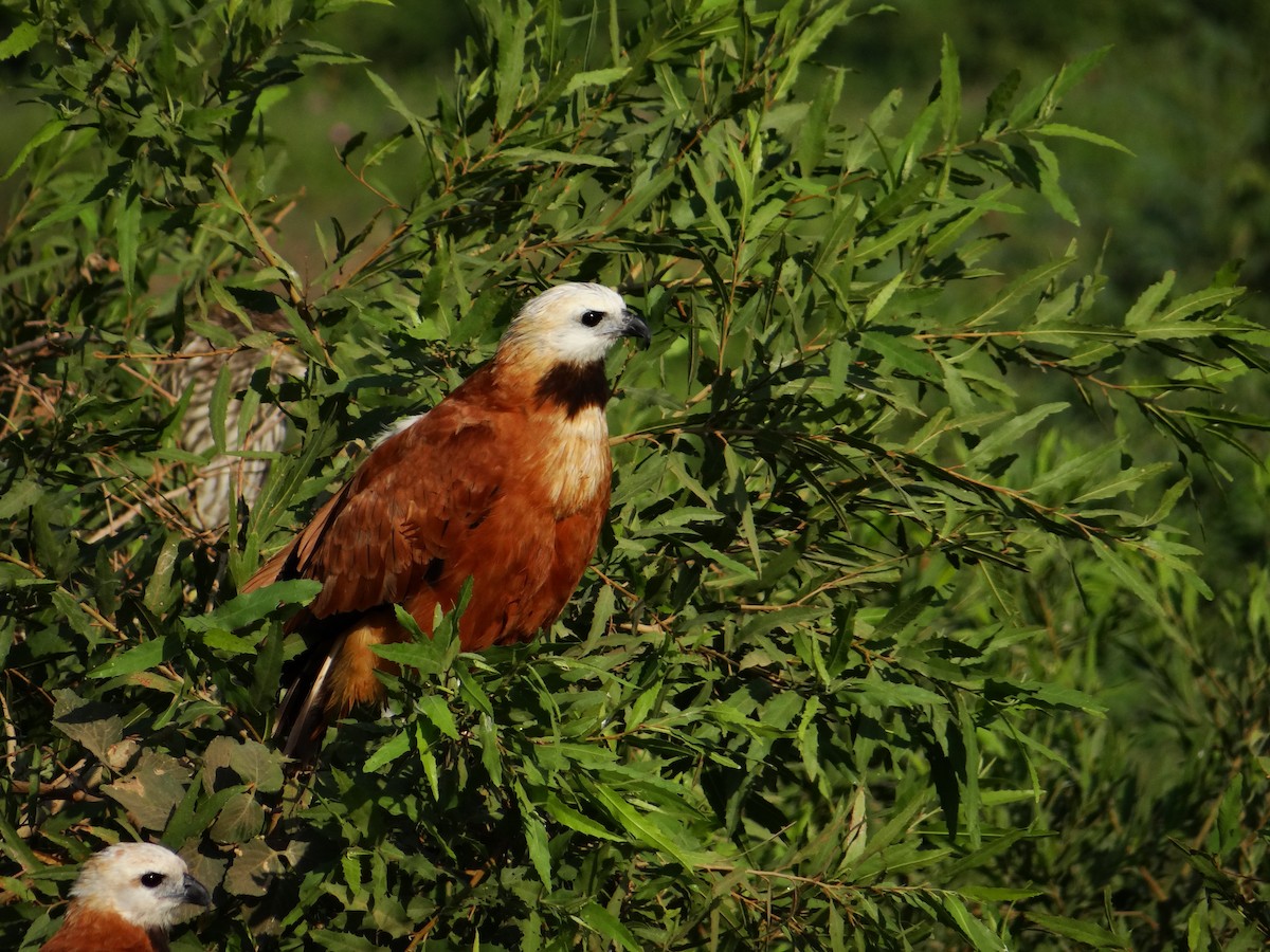 Black-collared Hawk - ML642592771