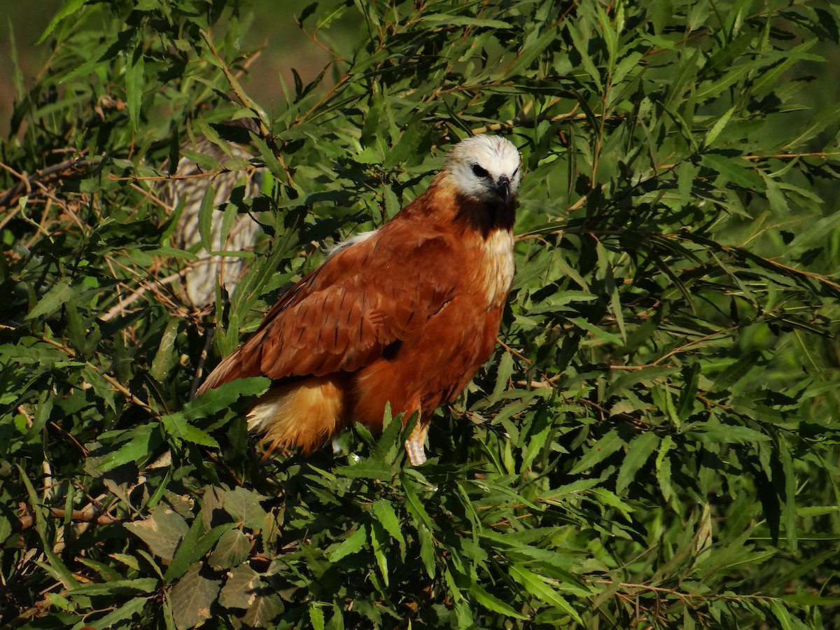 Black-collared Hawk - ML642592772