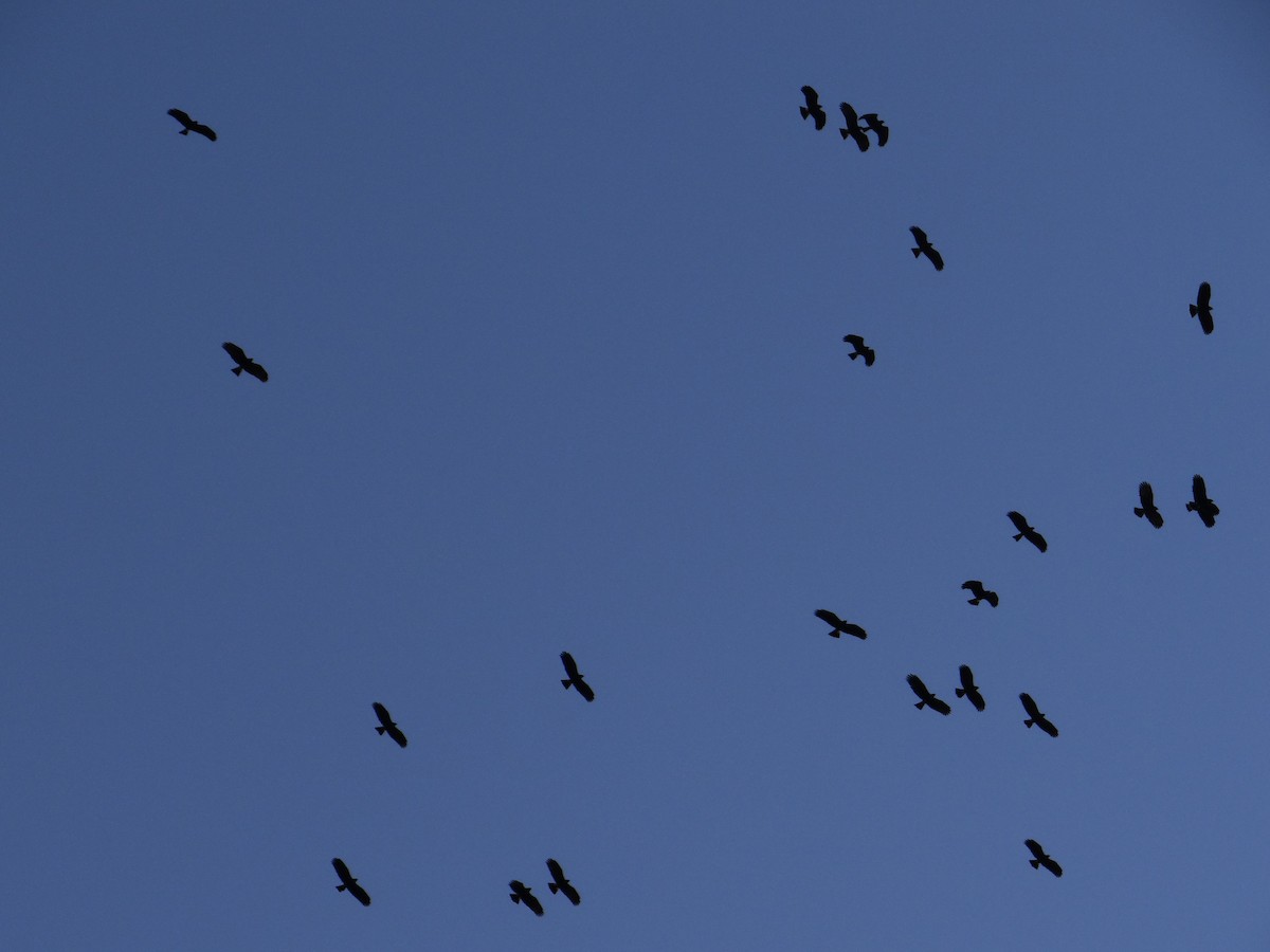 Snail Kite - ML642592798