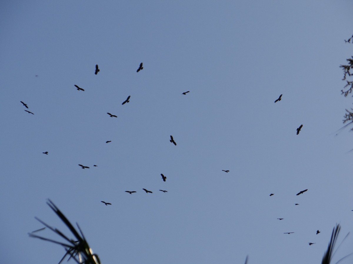 Snail Kite - ML642592799