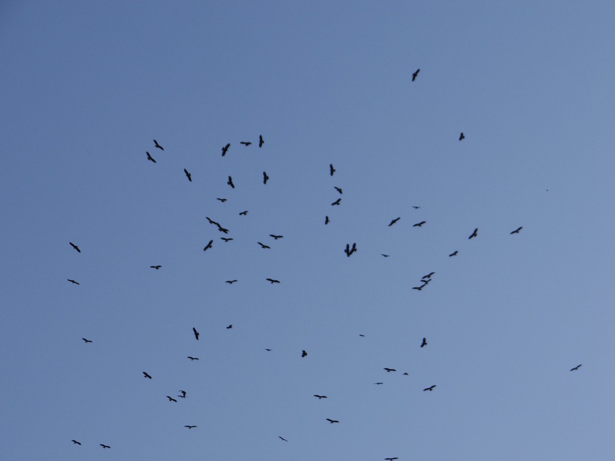 Snail Kite - ML642592800