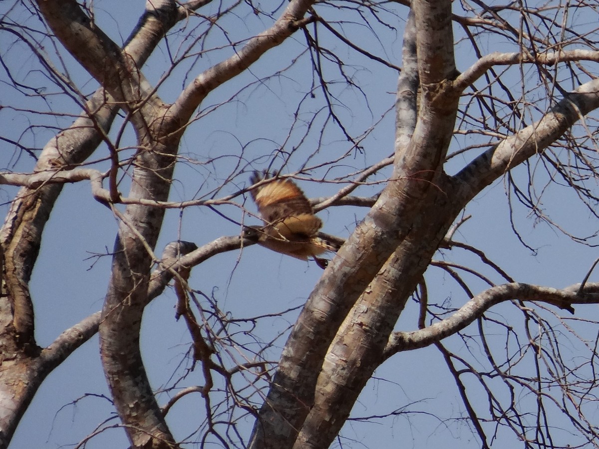 Roadside Hawk - ML642592817