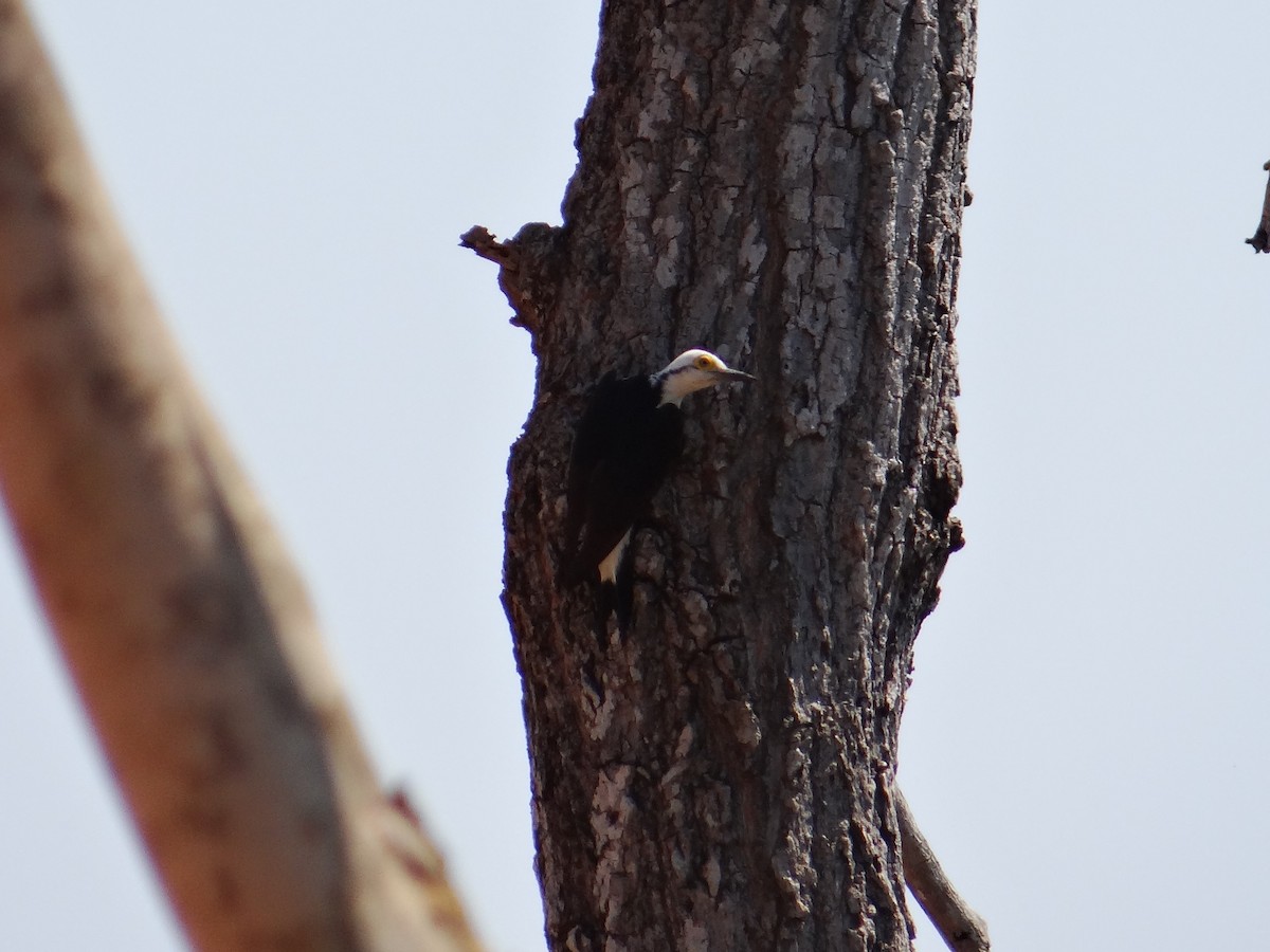 White Woodpecker - ML642592837