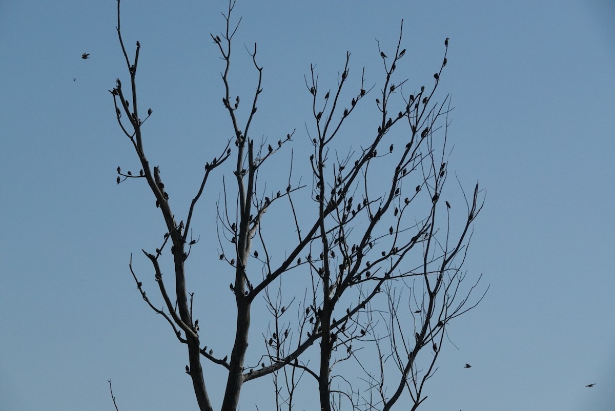 European Starling - ML642592844