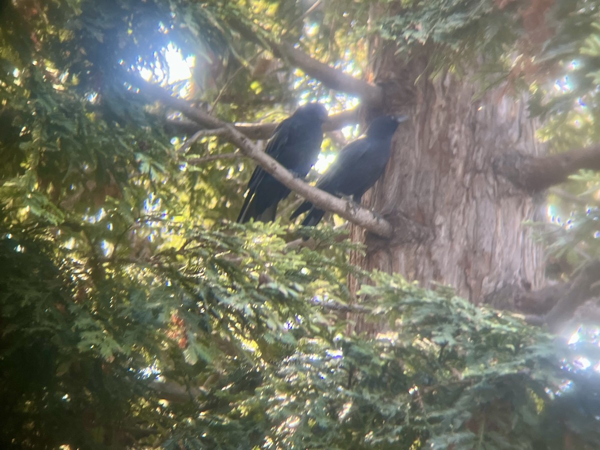 American Crow - ML642592856