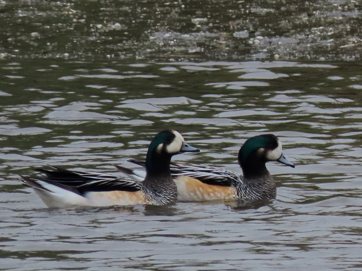 Chiloe Wigeon - ML642592858