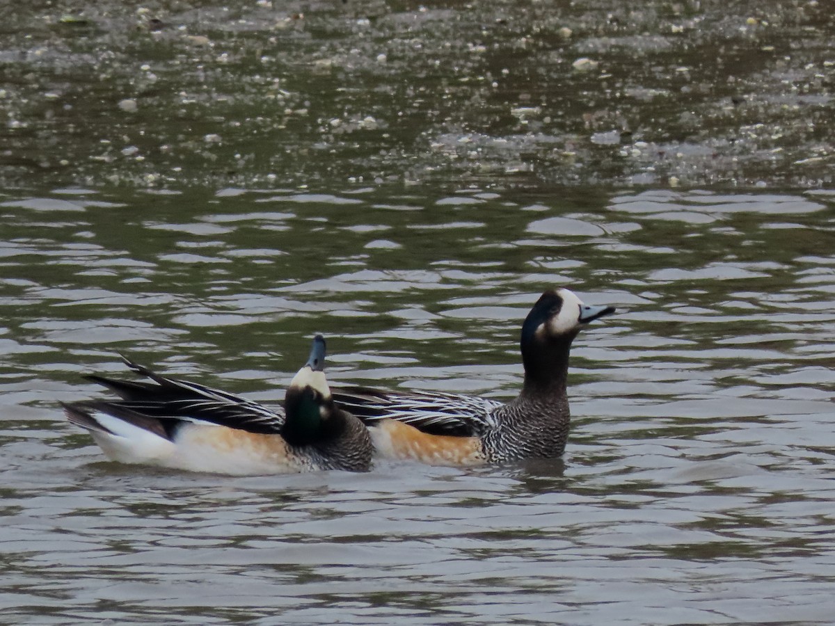 Chiloe Wigeon - ML642592859