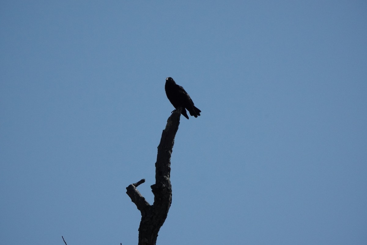 Red-winged Blackbird - ML642592862