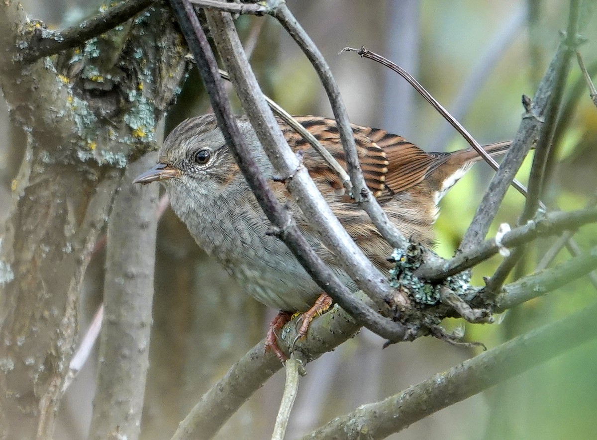 Dunnock - ML642592917