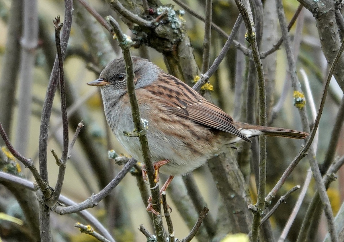 Dunnock - ML642592918