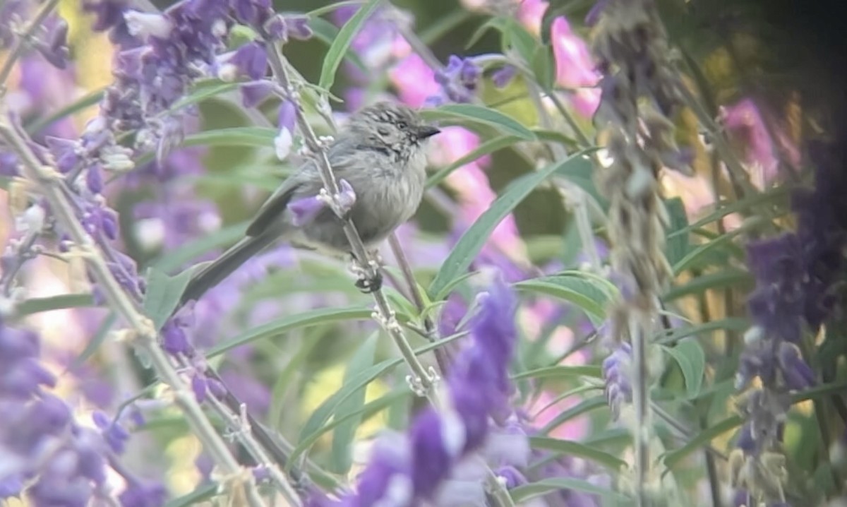 Bushtit - ML642592929