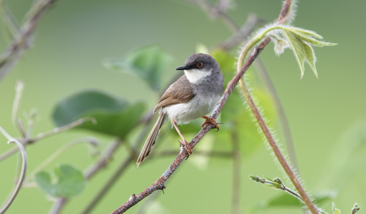 Gray-breasted Prinia - ML642592953