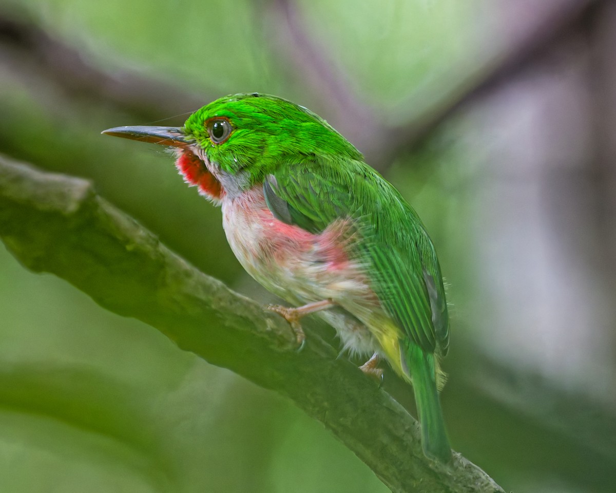 Ширококлювый тоди - ML642592963