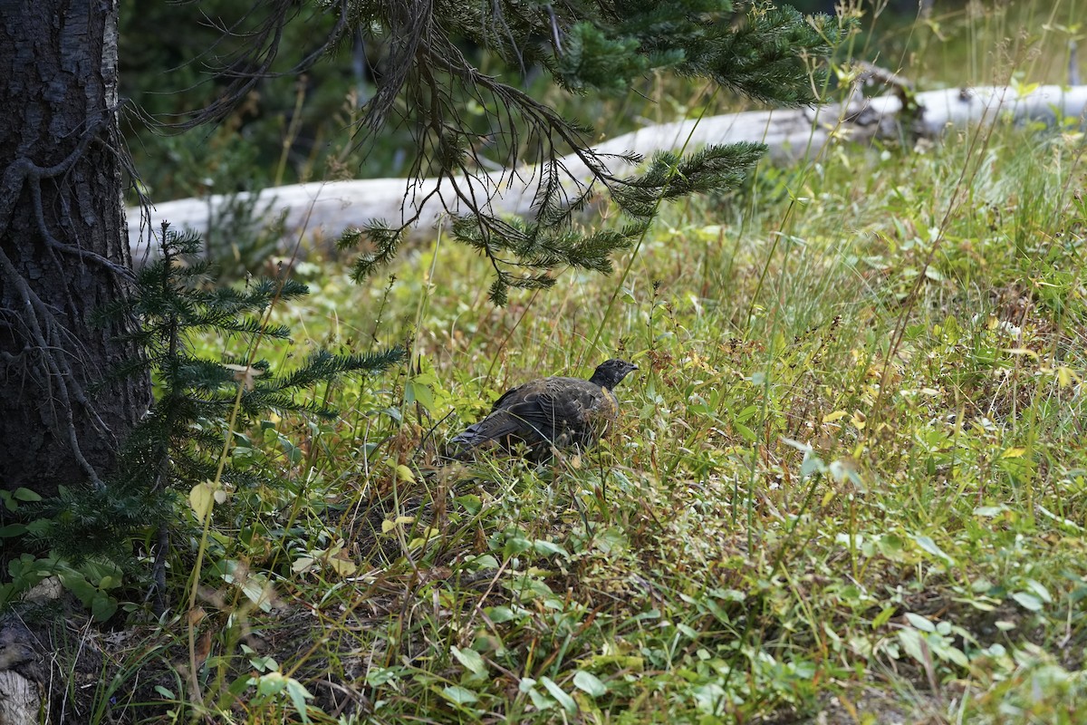 Sooty Grouse - ML642592975