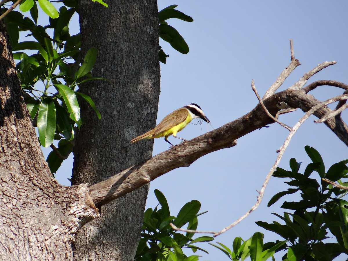 Great Kiskadee - ML642592977