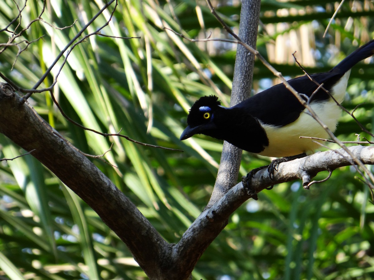 Plush-crested Jay - ML642592980