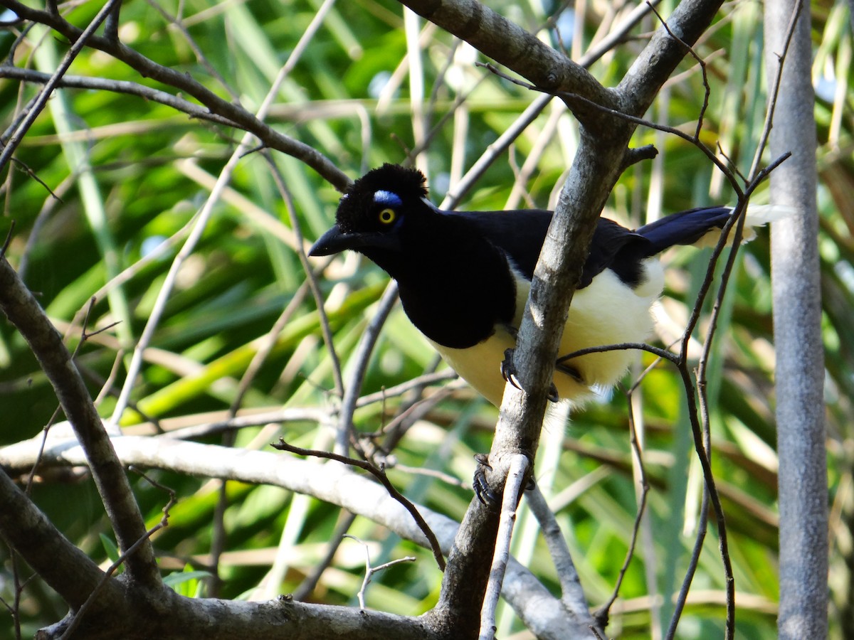 Plush-crested Jay - ML642592981