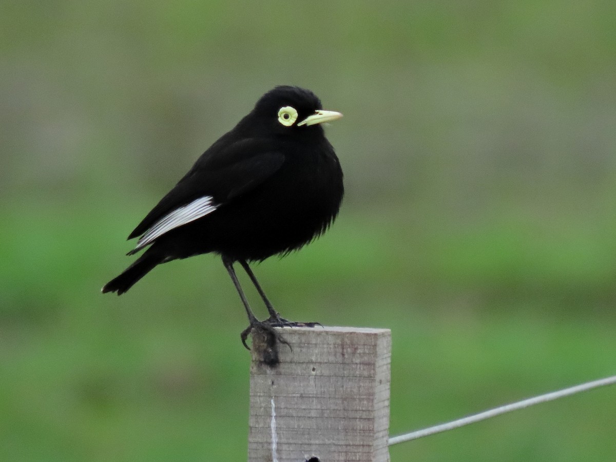 Spectacled Tyrant - ML642592993