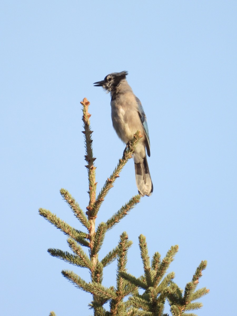 Blue Jay - ML642593000