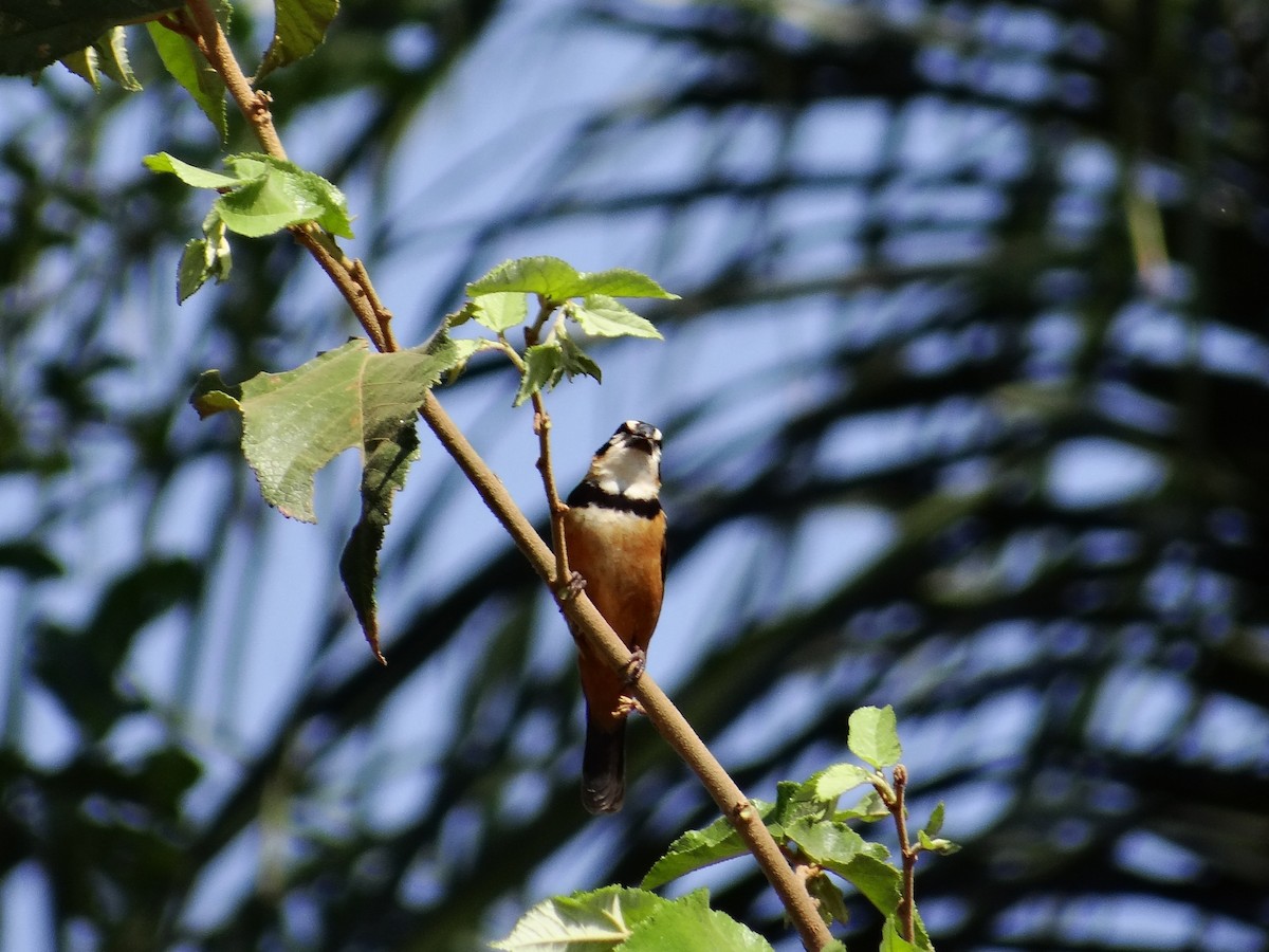 Rusty-collared Seedeater - ML642593002