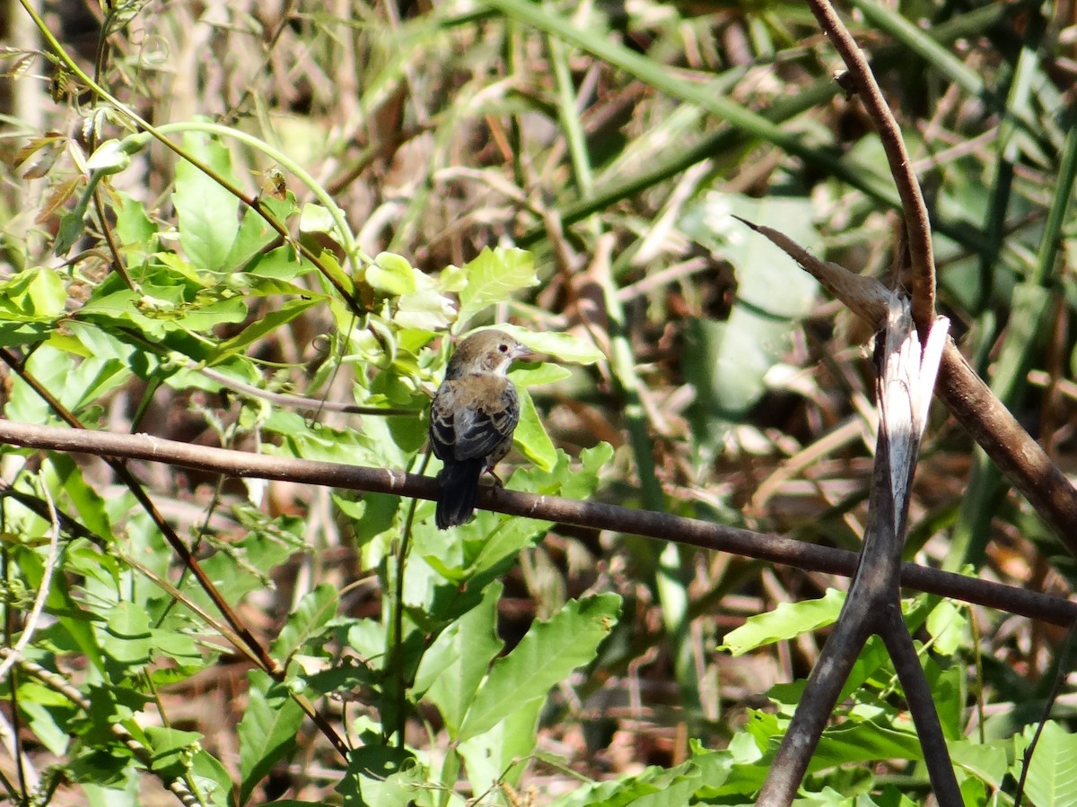 Rusty-collared Seedeater - ML642593003