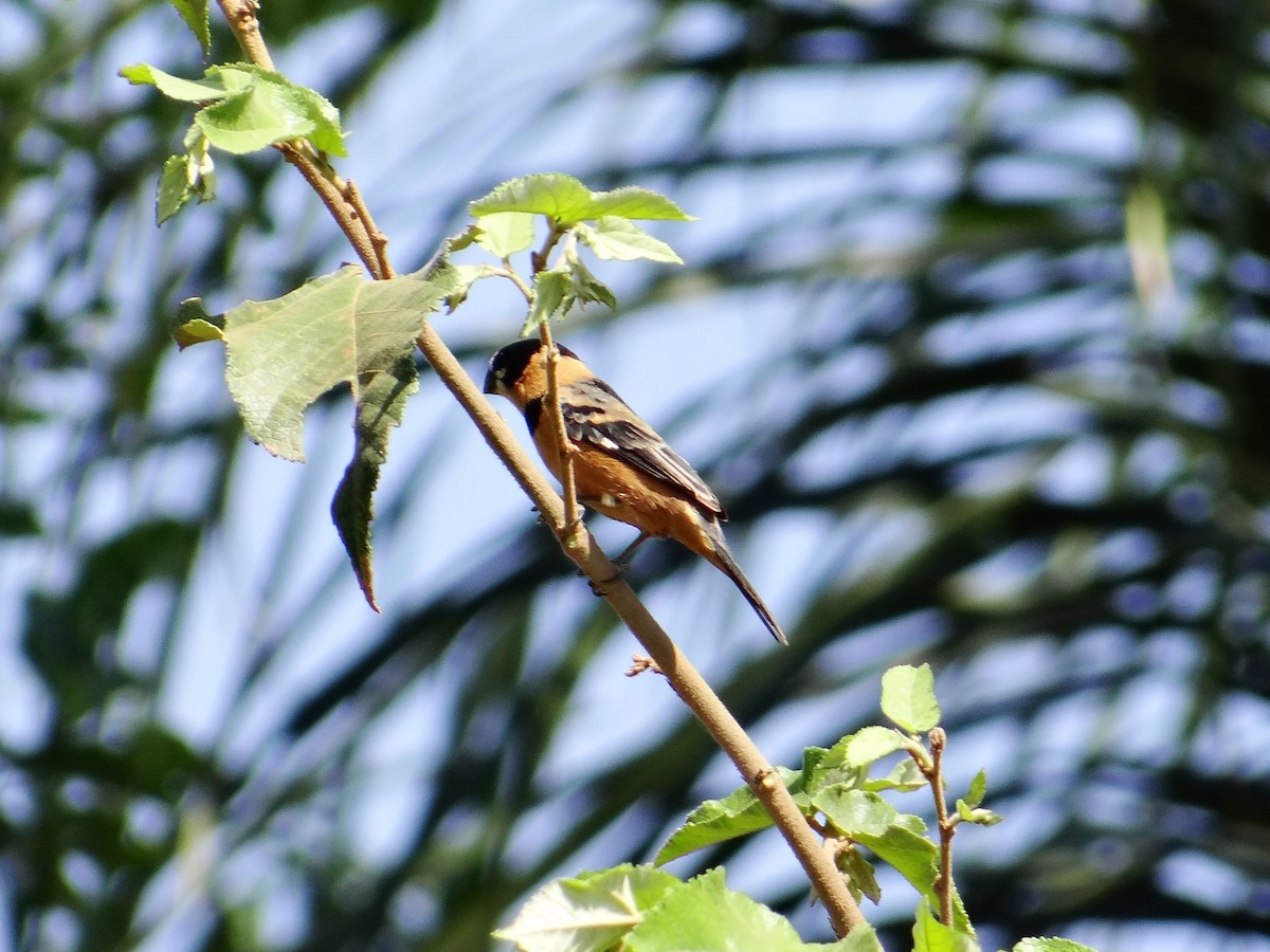 Rusty-collared Seedeater - ML642593004