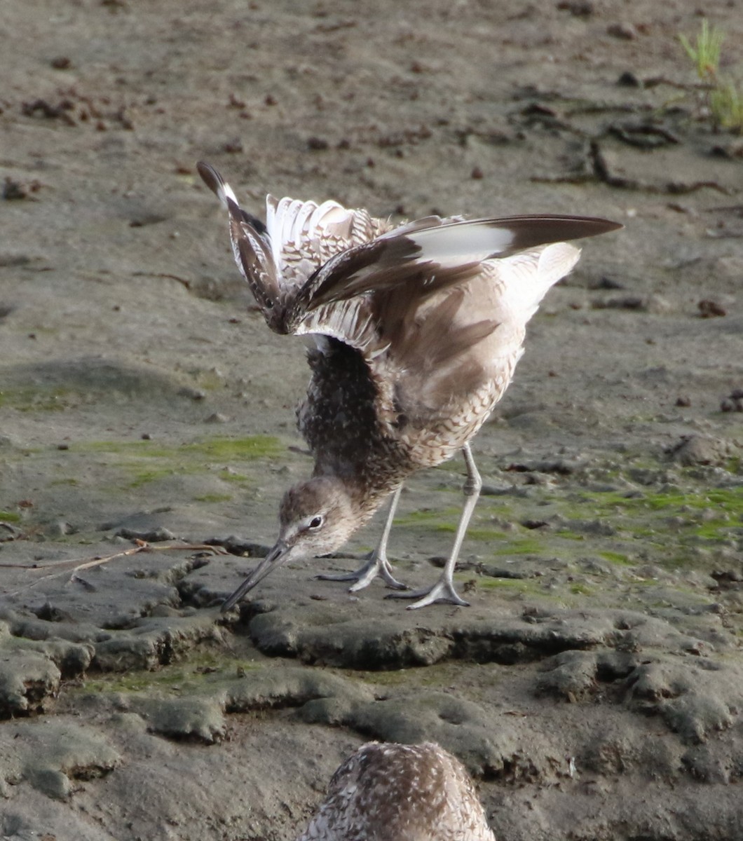 Willet - ML64259301