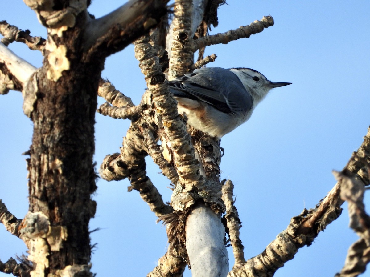White-breasted Nuthatch - ML642593013