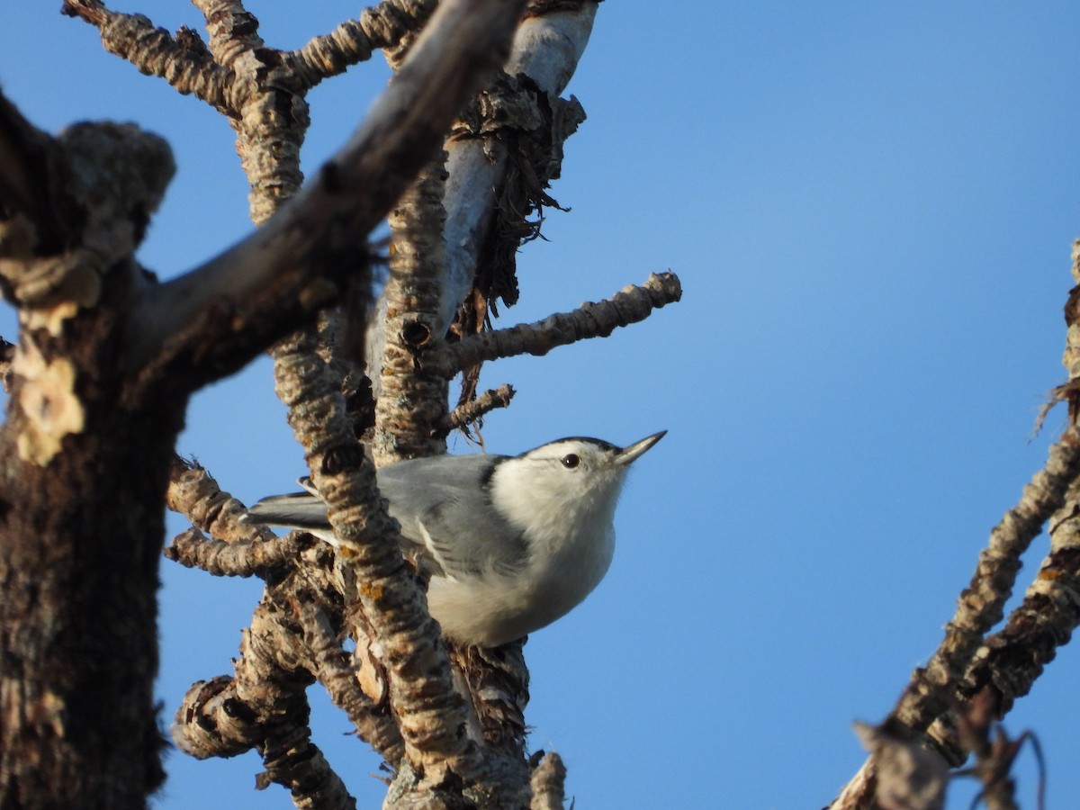 White-breasted Nuthatch - ML642593014