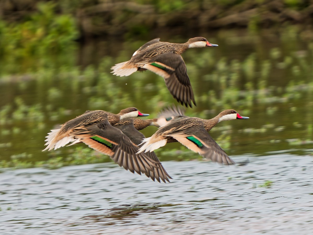 White-cheeked Pintail - ML642593015