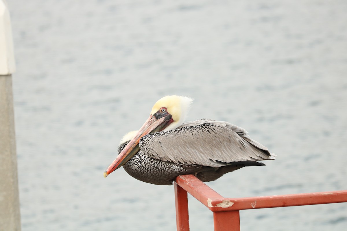 Brown Pelican - ML642593017