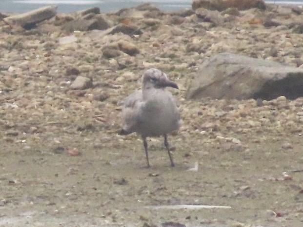 Mouette atricille - ML642593019