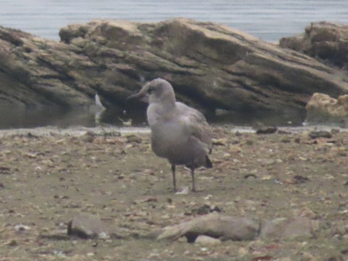 Mouette atricille - ML642593020