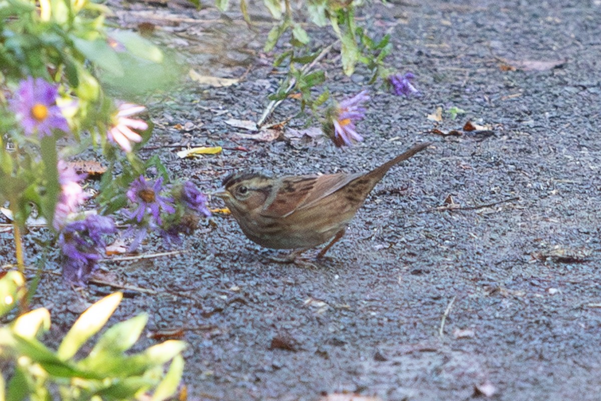 ヌマウタスズメ - ML642593045