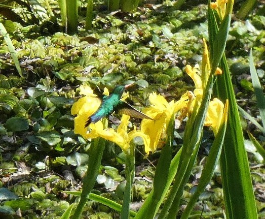 Glittering-bellied Emerald - ML642593069