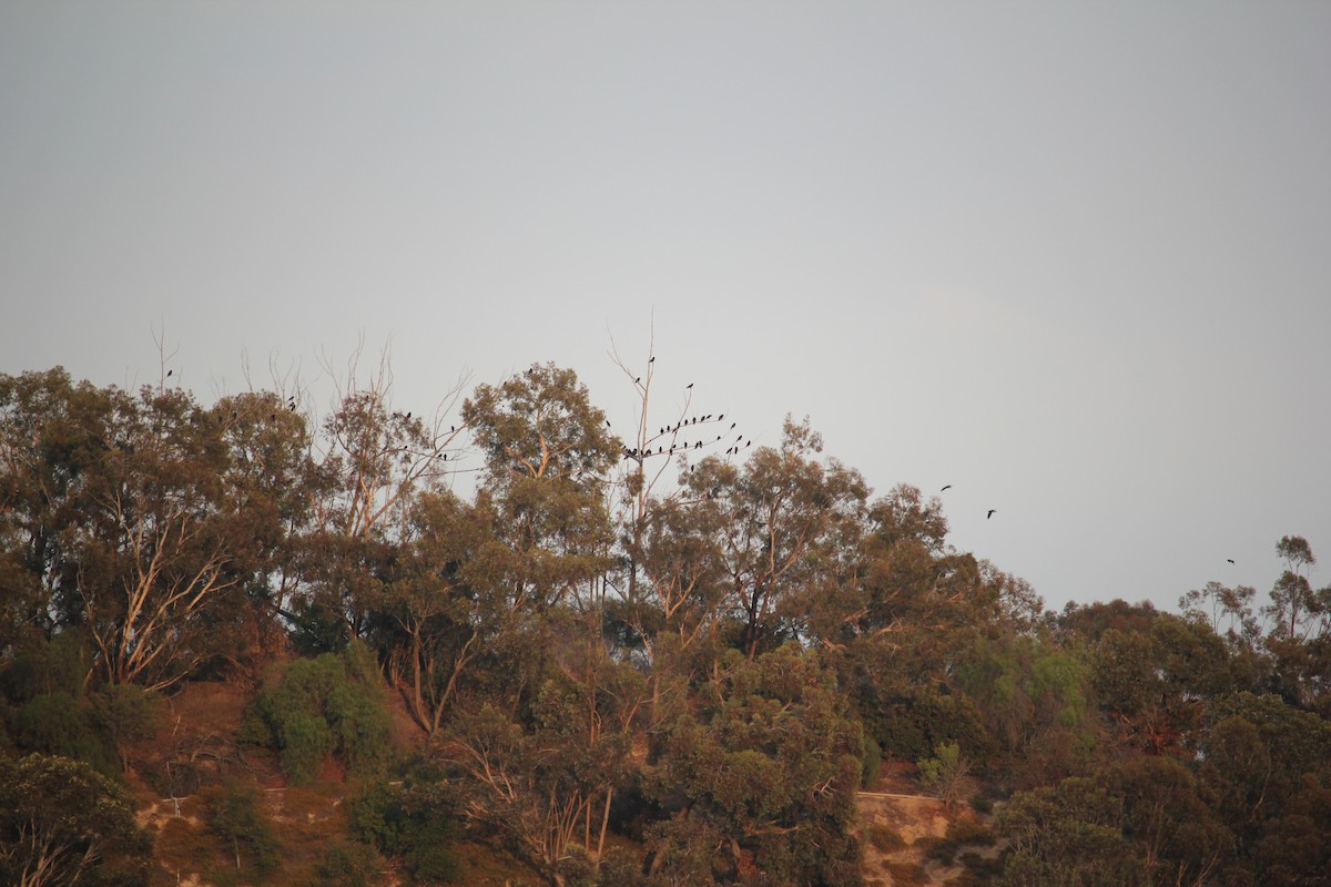 American Crow - ML642593075