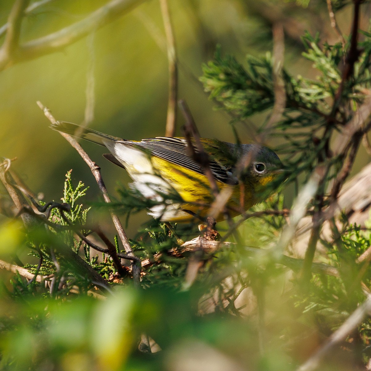 Magnolia Warbler - ML642593088