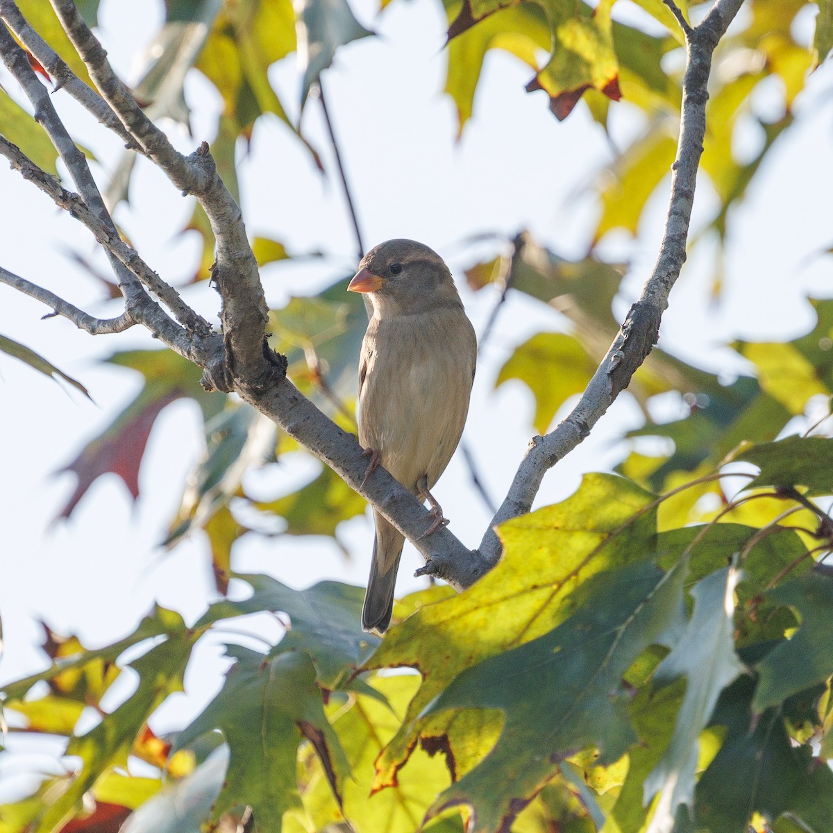 House Sparrow - ML642593099