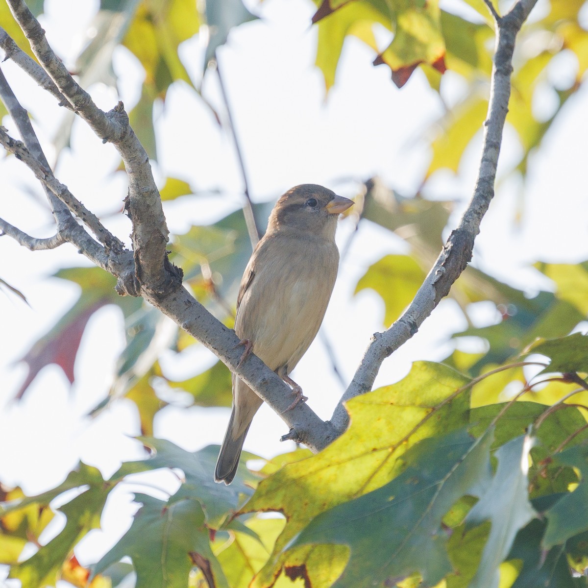 House Sparrow - ML642593104